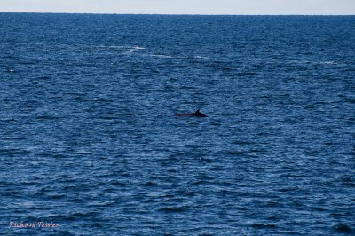 Port au Choix, Baleine au large pict3896.jpg