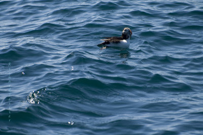Witless Bay Ecological Reserve, Macareux Moine