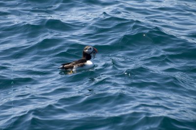 Witless Bay Ecological Reserve, Macareux Moine