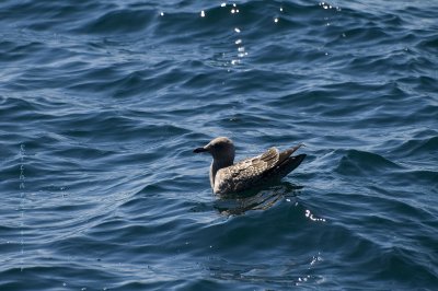 Witless Bay Ecological Reserve