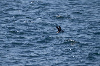 Witless Bay Ecological Reserve, Macareux Moine