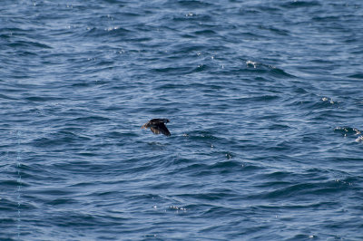 Witless Bay Ecological Reserve, Macareux Moine