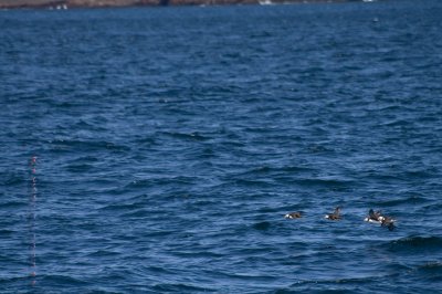 Witless Bay Ecological Reserve, Macareux Moine