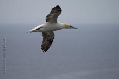 Réserve écologique de Cape St Marys