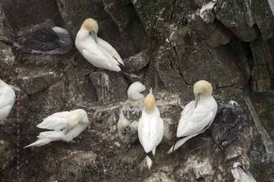 Réserve écologique de Cape St Marys