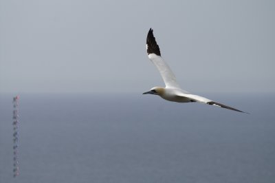 Réserve écologique de Cape St Marys