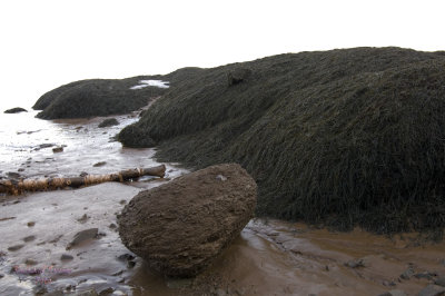 Nouveau Brunswick, La route de retour, Baie de Fundy pict4722.jpg