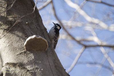 Pic Chevelu - Centre de la nature Mont St-Hilaire