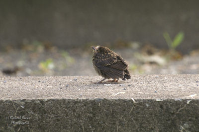 Oiseaux