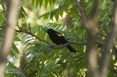 Oiseaux