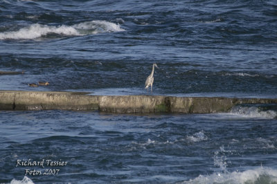 Héron - Fleuve St Laurent
