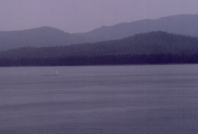 Humpback's