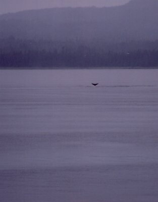 Distant Tail