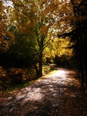 Coastal Trail 2