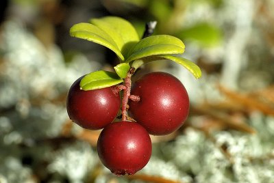 Lingonberry