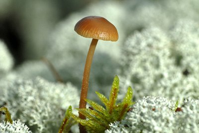 Mushroom