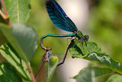 Damselflies