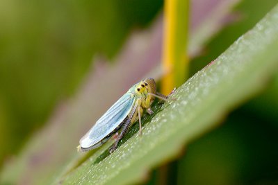 Bug