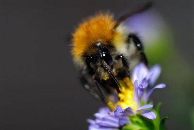 Bumblebee