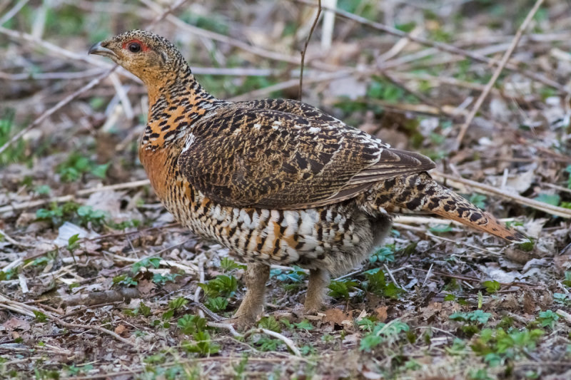 Western Capercaillie (Tetrao urogallus)