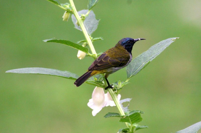 Reichenbachs Sunbird (Anabathmis reichenbachii)