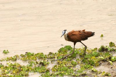 African Jacana (Actophilornis africanus)