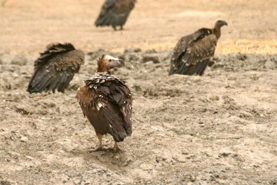 Lappet-faced Vulture (Torgos tracheliotus)