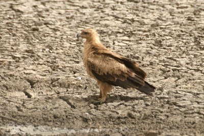 Tawny Eagle (Aquila rapax)