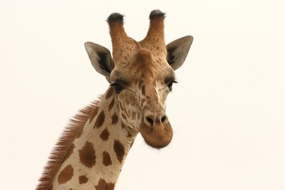 Nigerian Giraffe (Giraffa c. peralta)