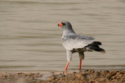 Dark Chanting-Goshawk (Melierax metabates)