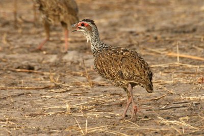 Clapperton's Spurfowl (Pternistis clappertoni)