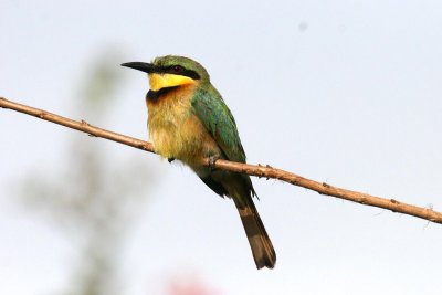 Little Bee-eater (Merops pusillus)