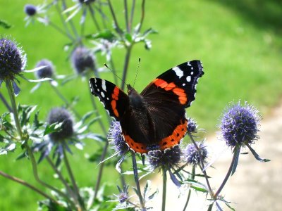 Red Admiral (Vanessa atalanta)