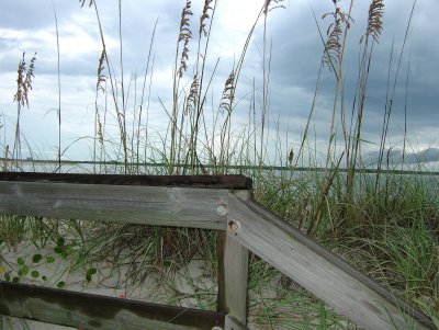 SeaOats Along The Trail