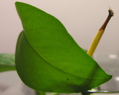 GreenLeafStem