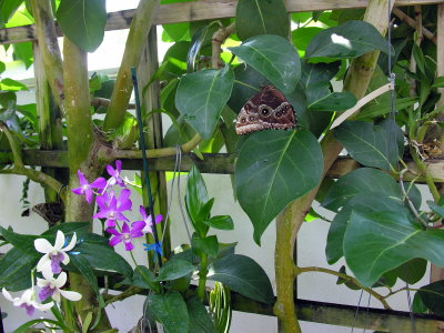 Butterfly Conservatory #1