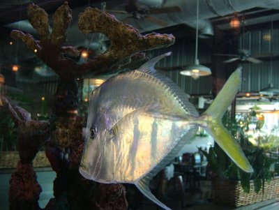 Restaurant Fish!