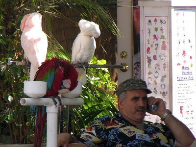 Key West Birdman