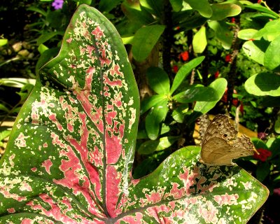 Butterfly Leaf