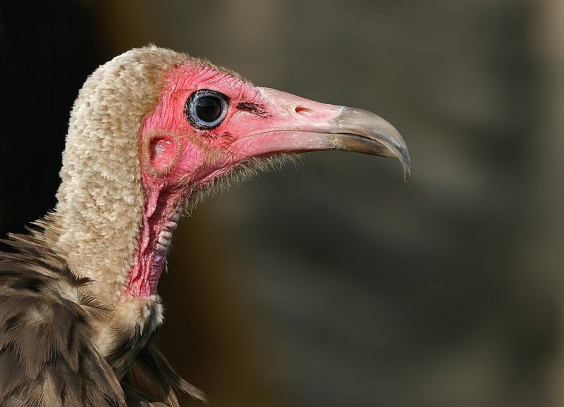 Kapgier - Necrosyrtes monachus - Hooded Vulture