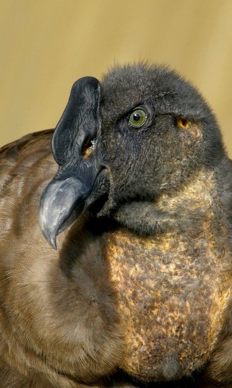 Andescondor - Vultur gryphus - Andean Condor