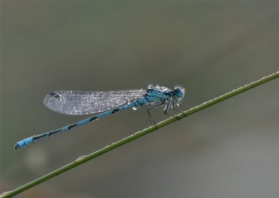 Watersnuffel - Enallagma cyathigerium - Common Blue Damselfy