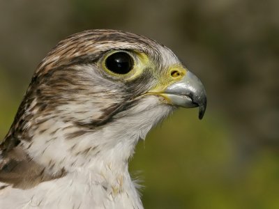 Sakervalk - Falco cherrug - Saker Falcon