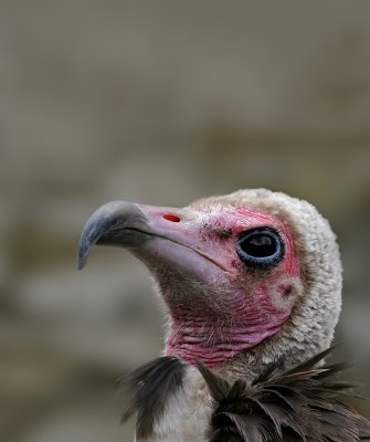 Kapgier - Necrosyrtes monachus - Hooded Vulture