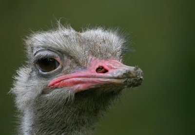 Struisvogel - Struthio camelus - Ostrich