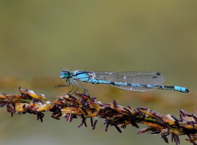 Watersnuffel - Enallagma cyathigerium - Common Blue Damselfy