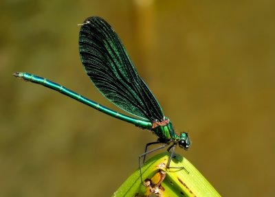 Bosbeekjuffer - Calopteryx Virgo - Beautiful Demoiselle