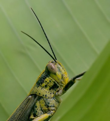 Thaise Sprinkhaan - Thai Grasshopper