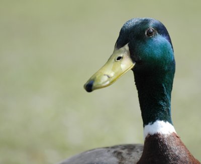 Wilde Eend -  Anas platyrhynchos - Mallard