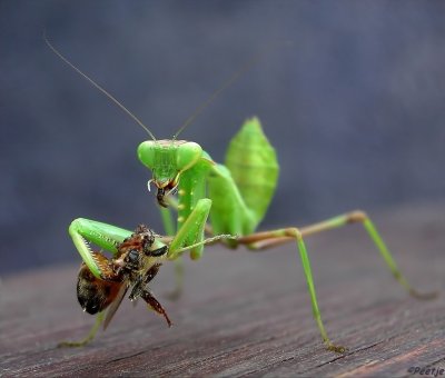 Bidsprinkhaan met prooi - Praying Mantis with prey